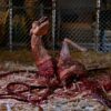 The Thing Actionfigur Thing Dog Creature Ultimate Deluxe 18 cm