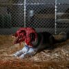 The Thing Actionfigur Thing Dog Creature Ultimate Deluxe 18 cm