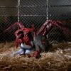 The Thing Actionfigur Thing Dog Creature Ultimate Deluxe 18 cm