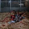 The Thing Actionfigur Thing Dog Creature Ultimate Deluxe 18 cm